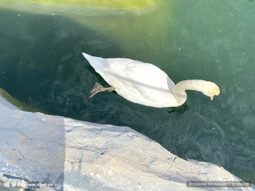 水面上飞翔的优雅白天鹅