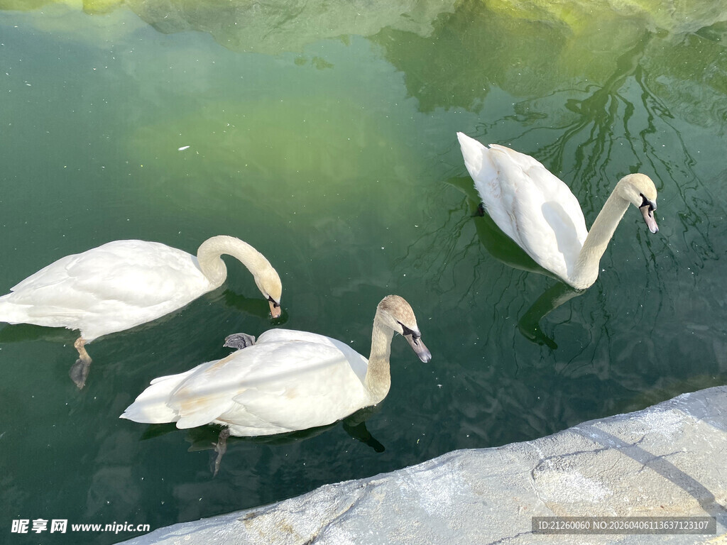 池塘边的三只优雅白天鹅