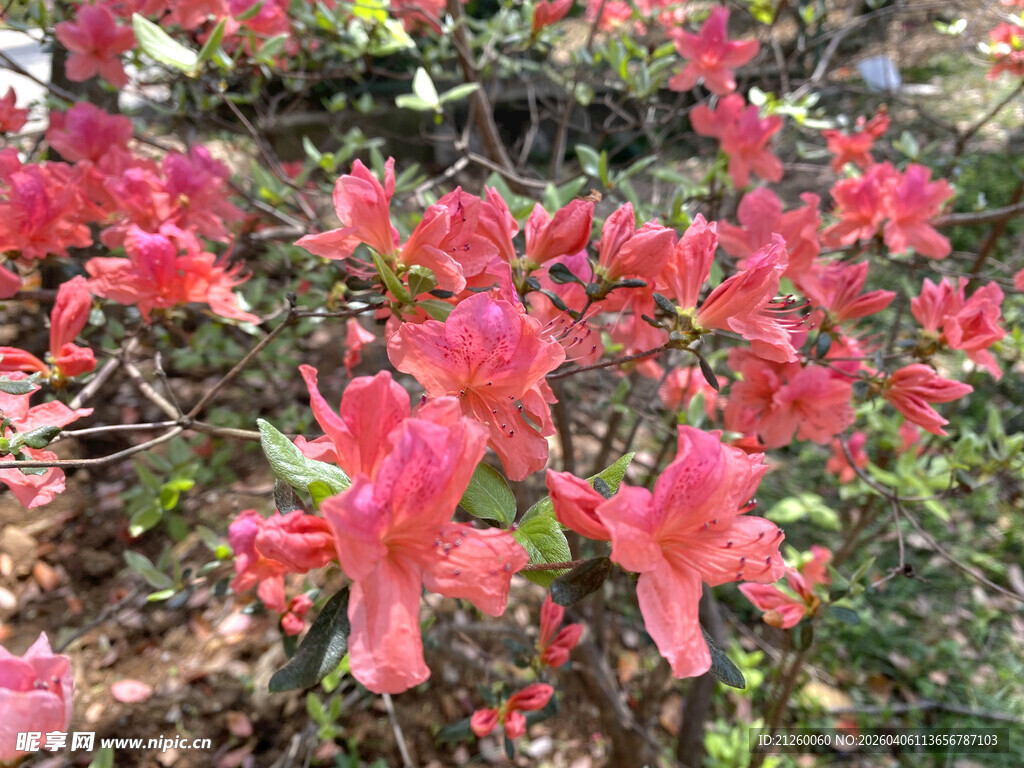 艳丽盛开的红色杜鹃花