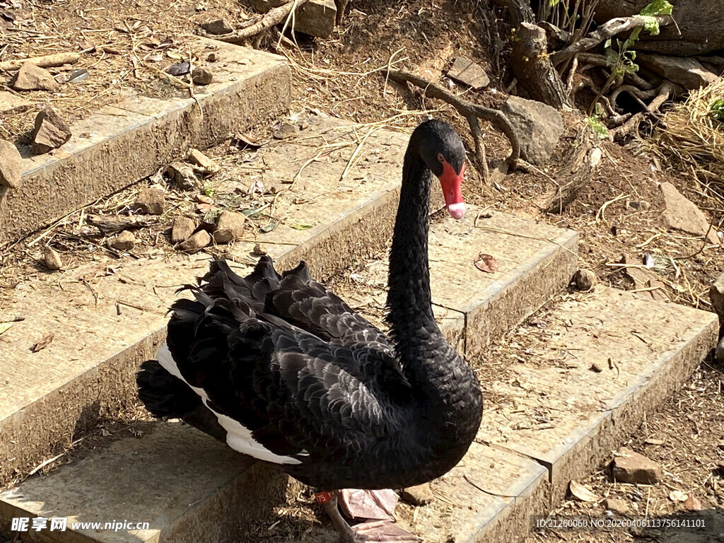 黑天鹅立于石阶之上