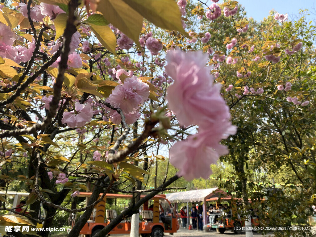 春日烂漫樱花树景