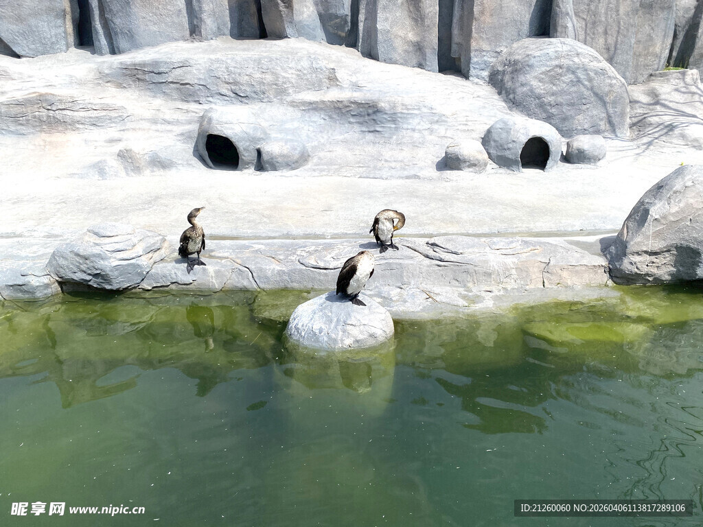 企鹅在水边岩石上活动