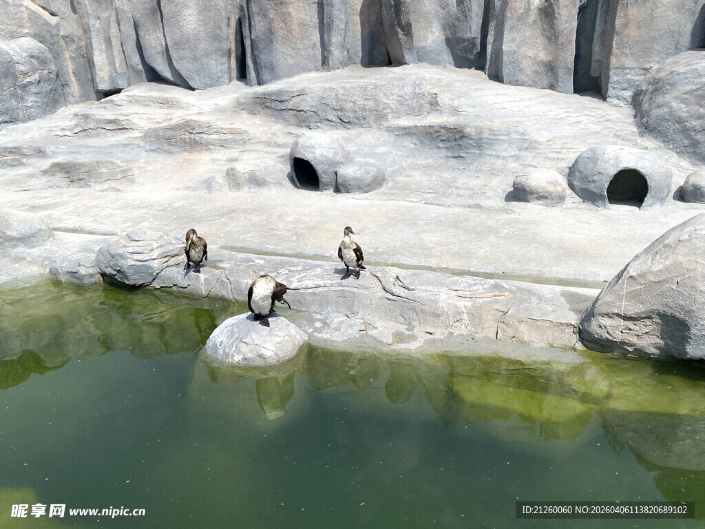 岩石旁水域中的几只企鹅