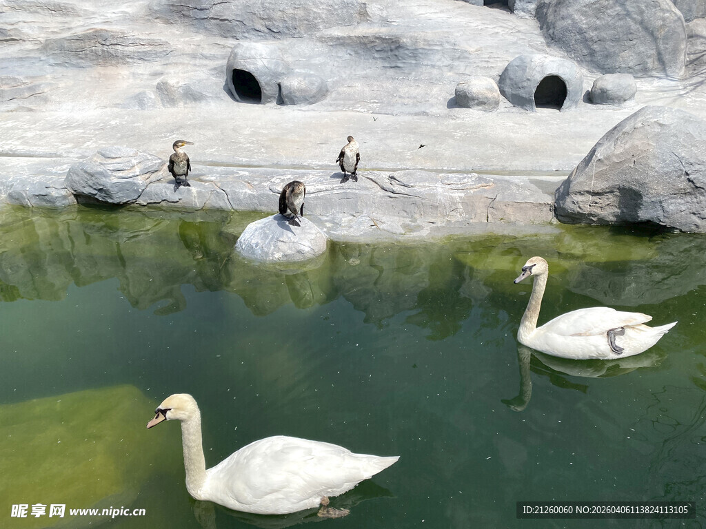 湖畔天鹅悠游于碧水间