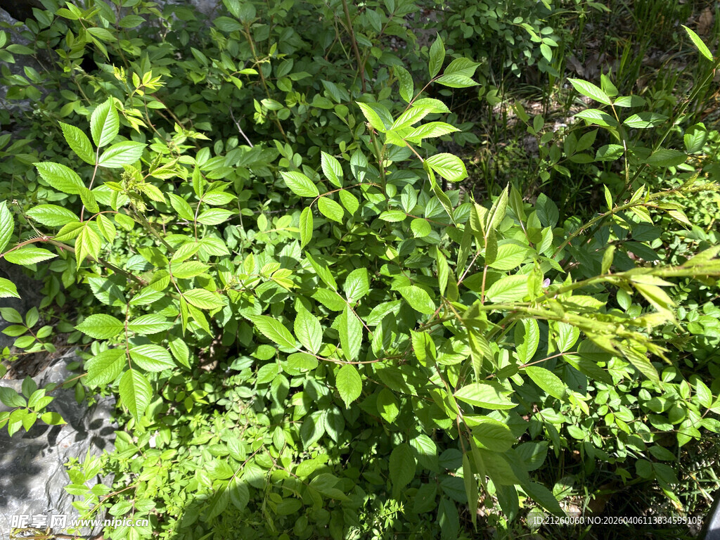 绿叶繁茂的植物景象