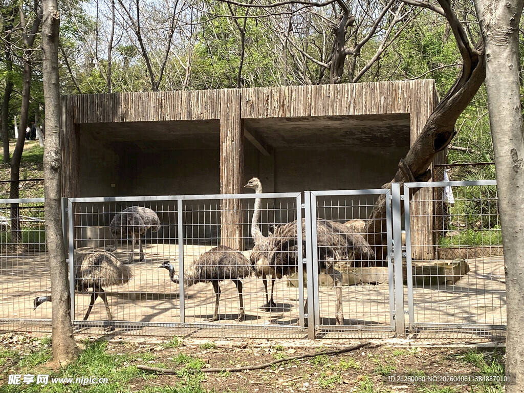 动物园中站立的鸵鸟群