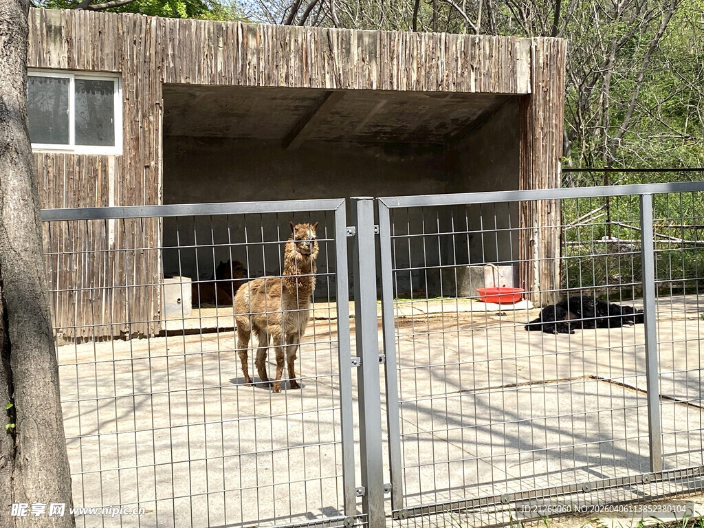 围栏内的羊驼与木屋