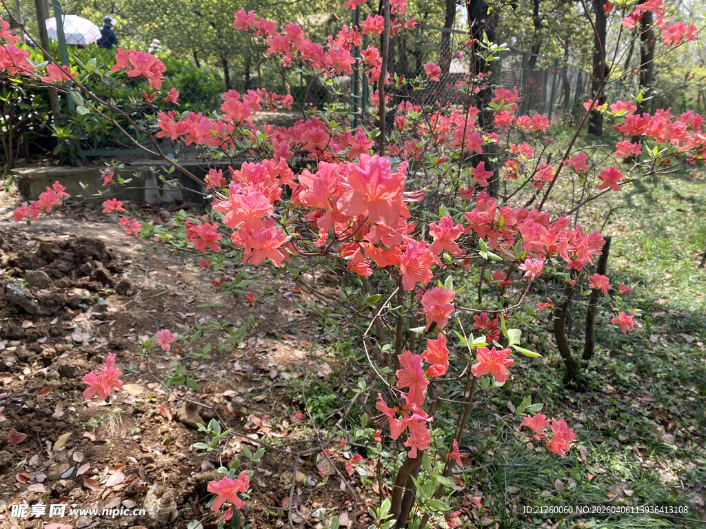盛开的艳丽红杜鹃