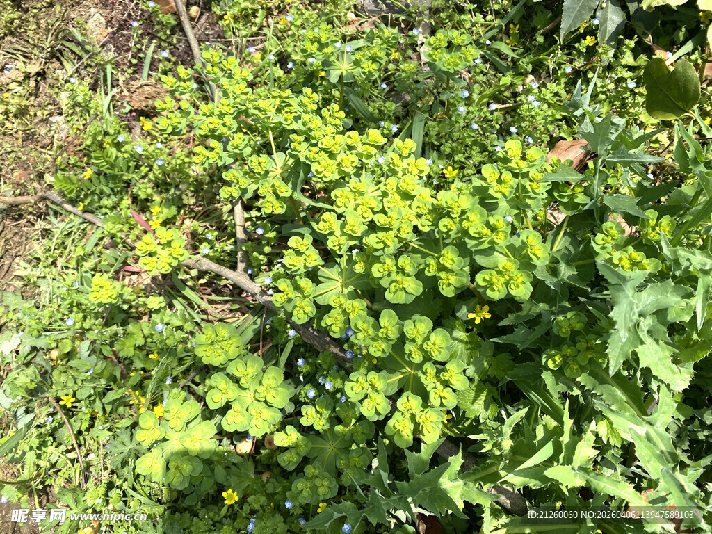绿叶繁茂的植物景观