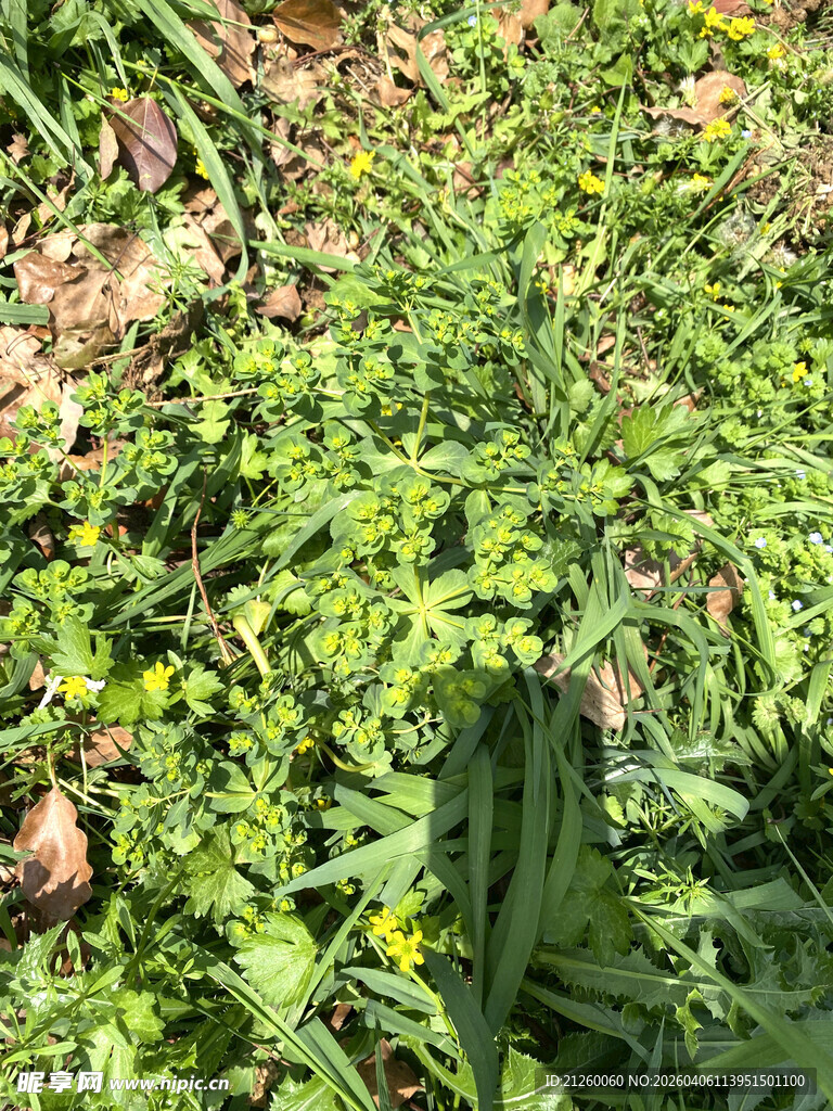 绿意盎然的繁茂植物景观