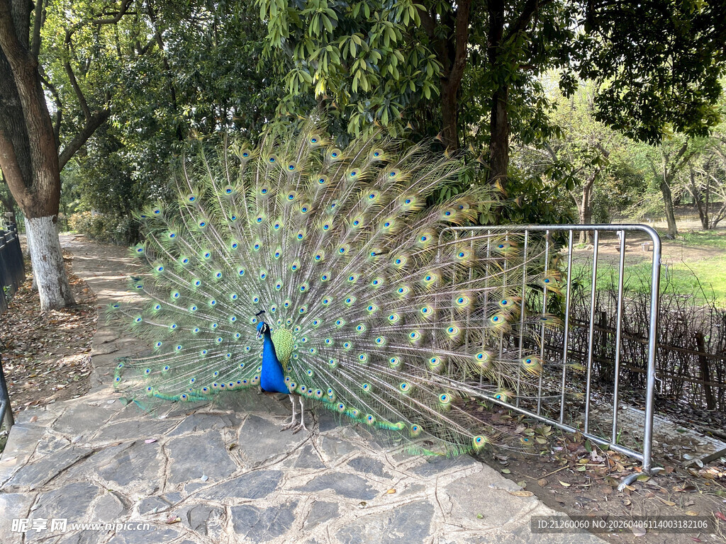 公园中开屏的美丽孔雀