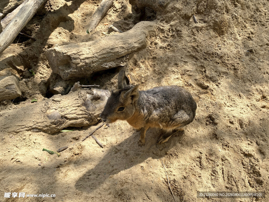 巴塔哥尼亚豚鼠