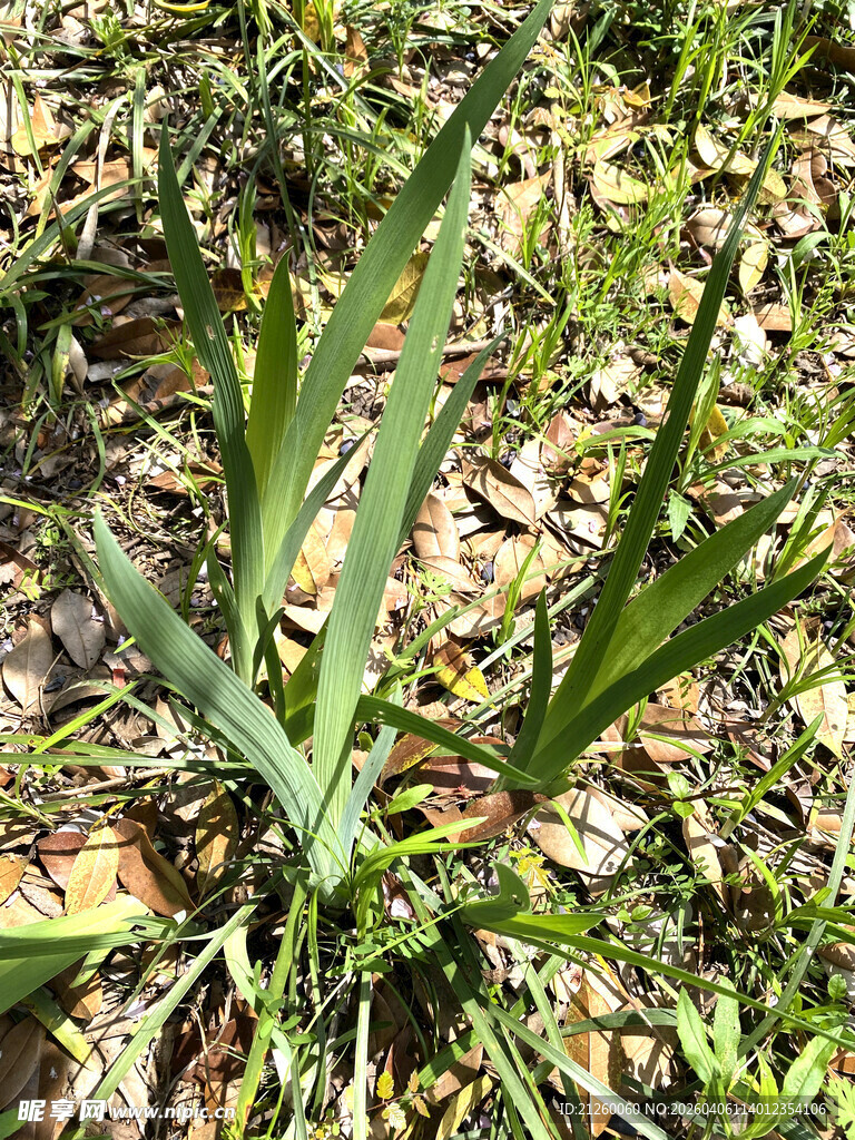 野生鸢尾