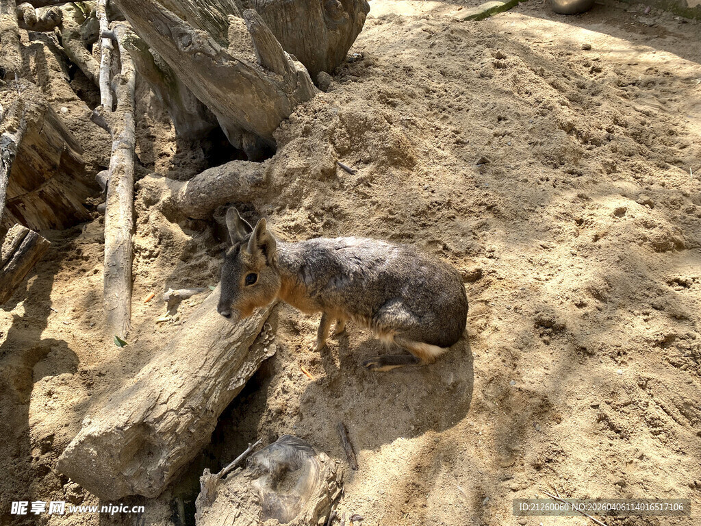 巴塔哥尼亚豚鼠