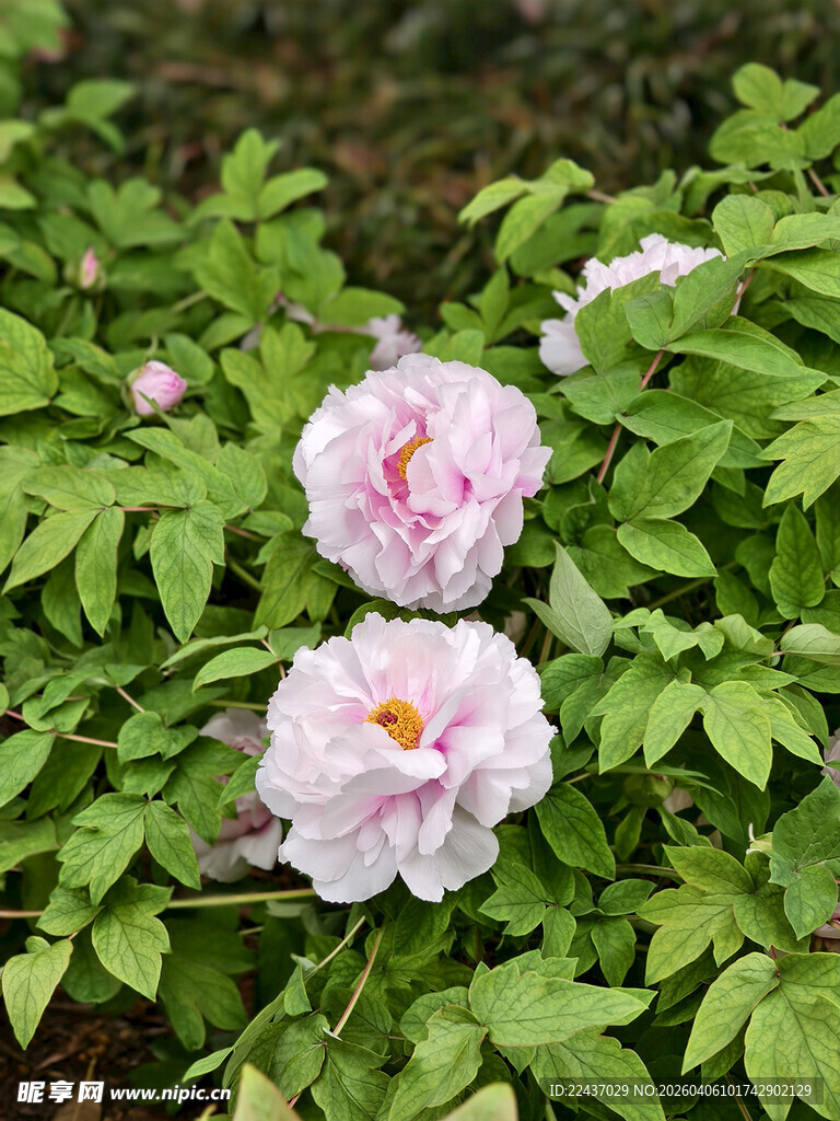 两朵盛开的娇艳粉色牡丹