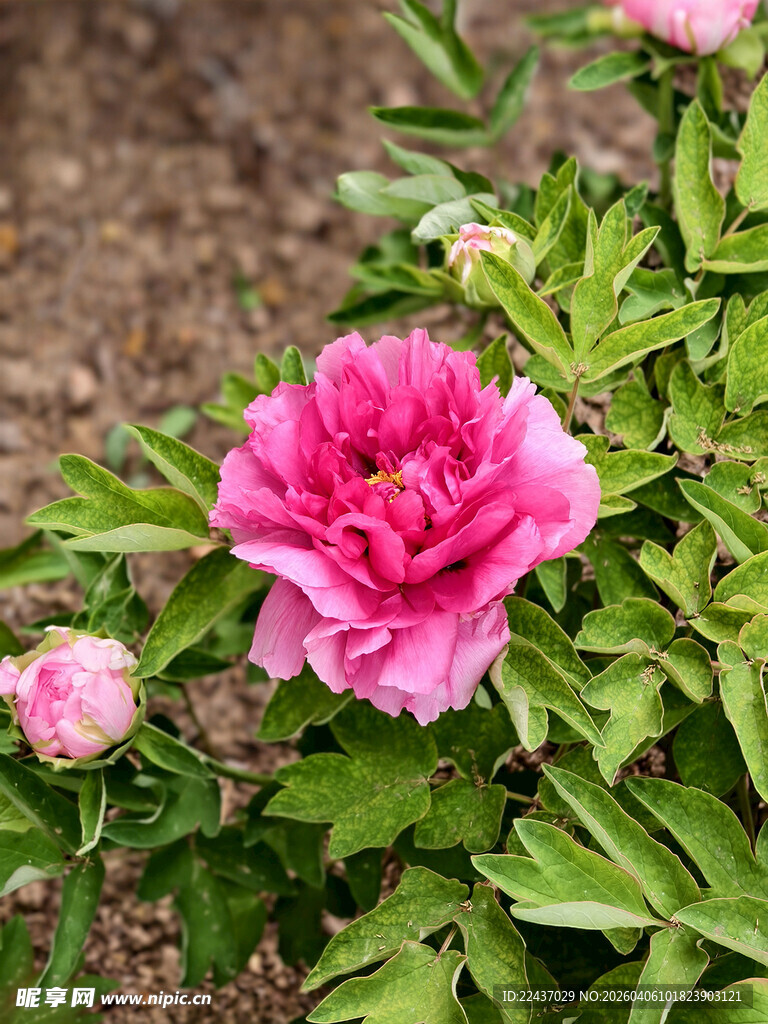 娇艳盛开的粉色牡丹花