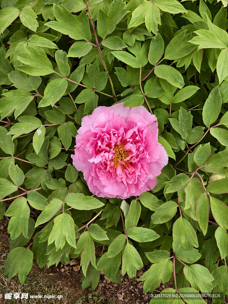 娇艳盛开的单朵粉色牡丹花