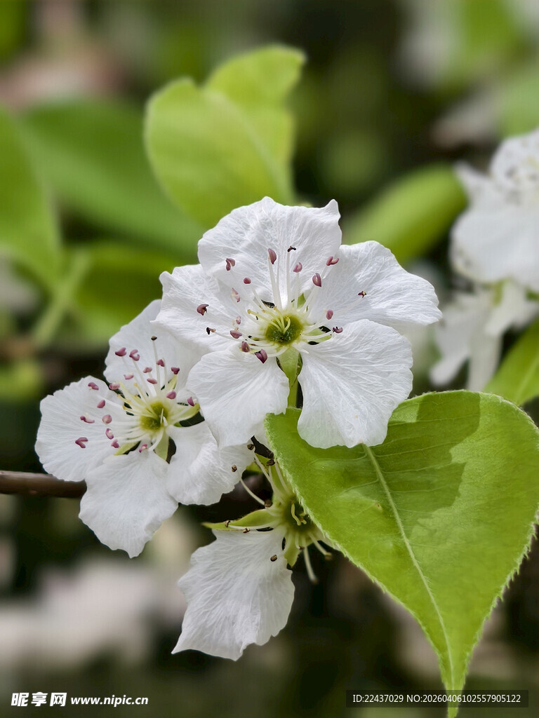 梨花