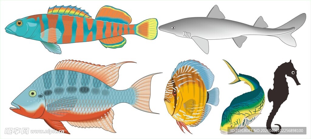 多彩海洋生物插画