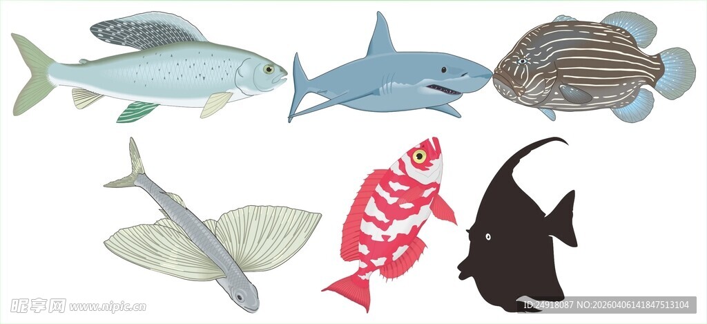 多样海洋鱼类大集合