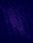 紫色梦幻星空纹理背景