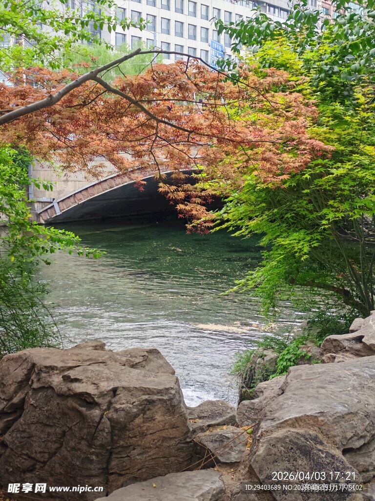 河畔石桥旁的盎然景致