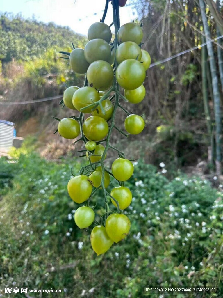 挂在枝头的青番茄