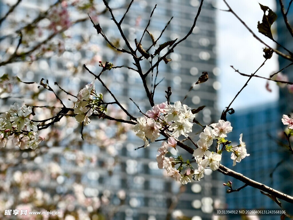 城市中绽放的烂漫樱花