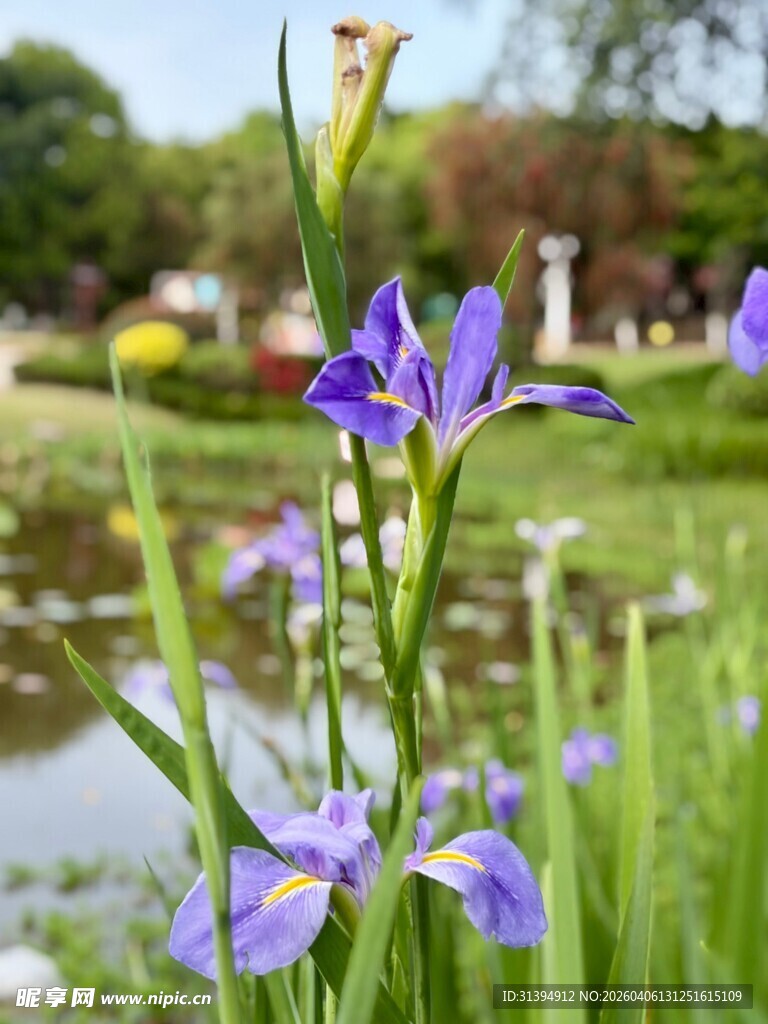 湖畔绽放的紫色鸢尾花