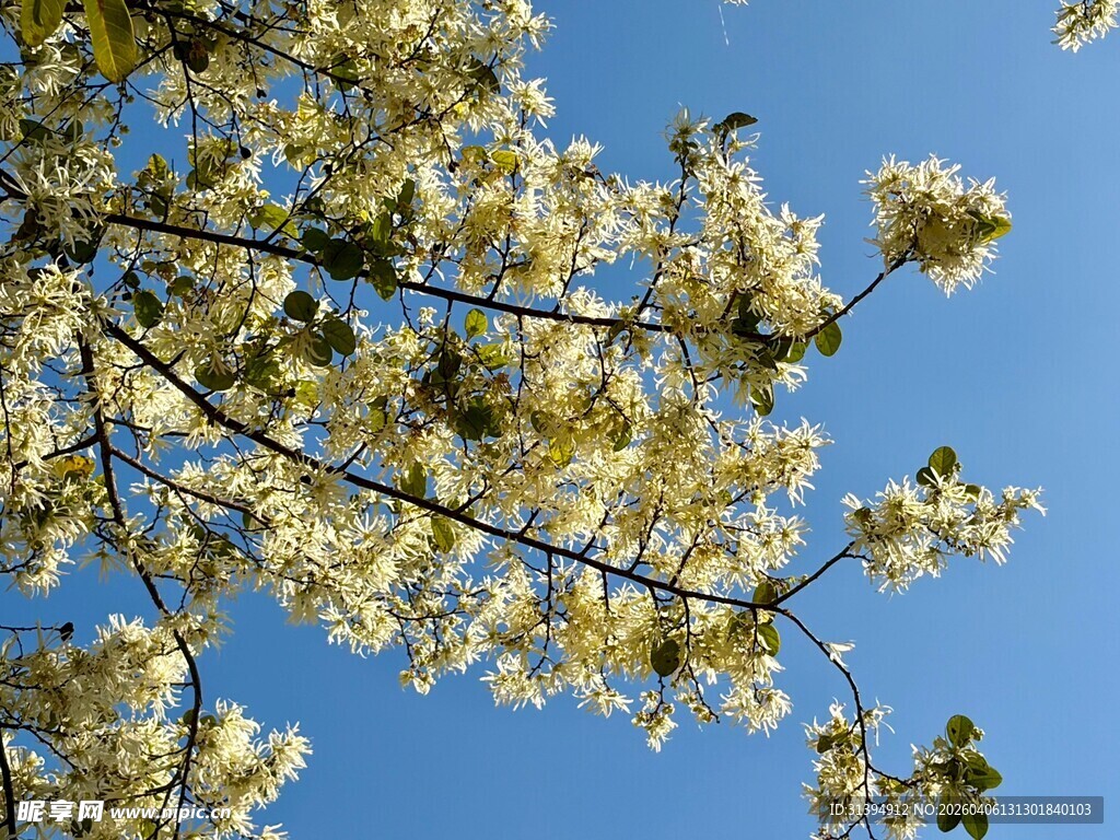 蓝天映衬下的繁花满枝