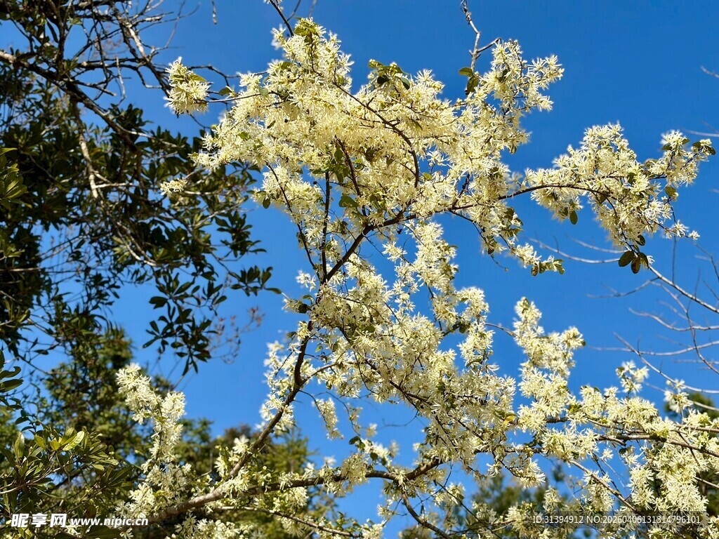 蓝天映衬下的繁花满枝