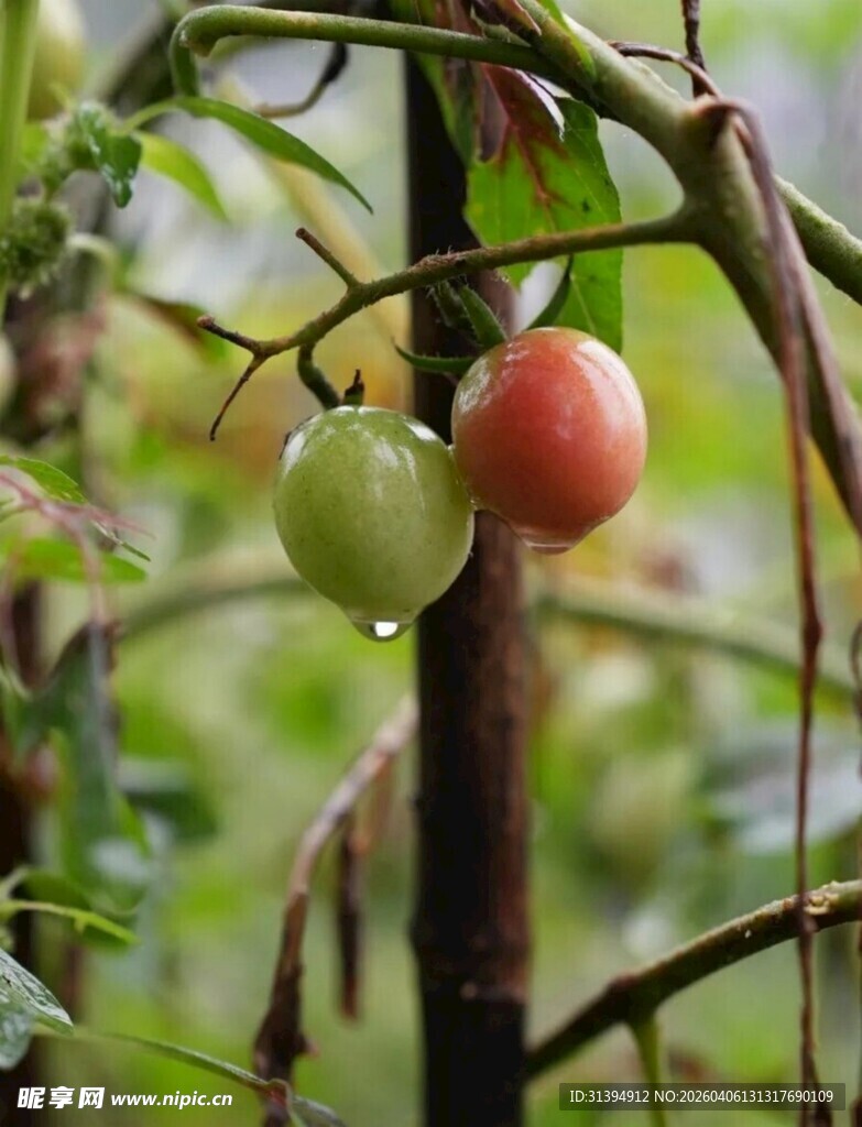 枝头挂着红绿相间的果实