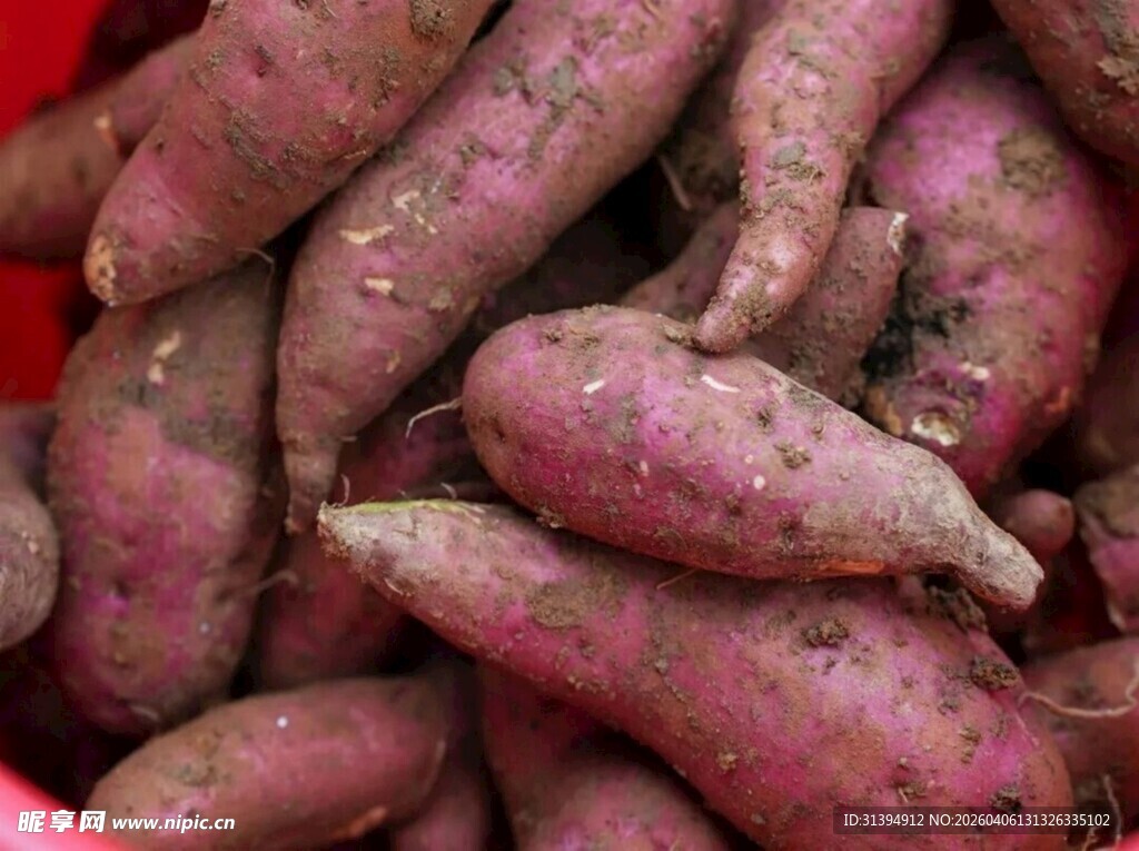 新鲜紫薯堆成满满一堆