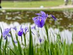 湖畔绽放的紫色鸢尾花