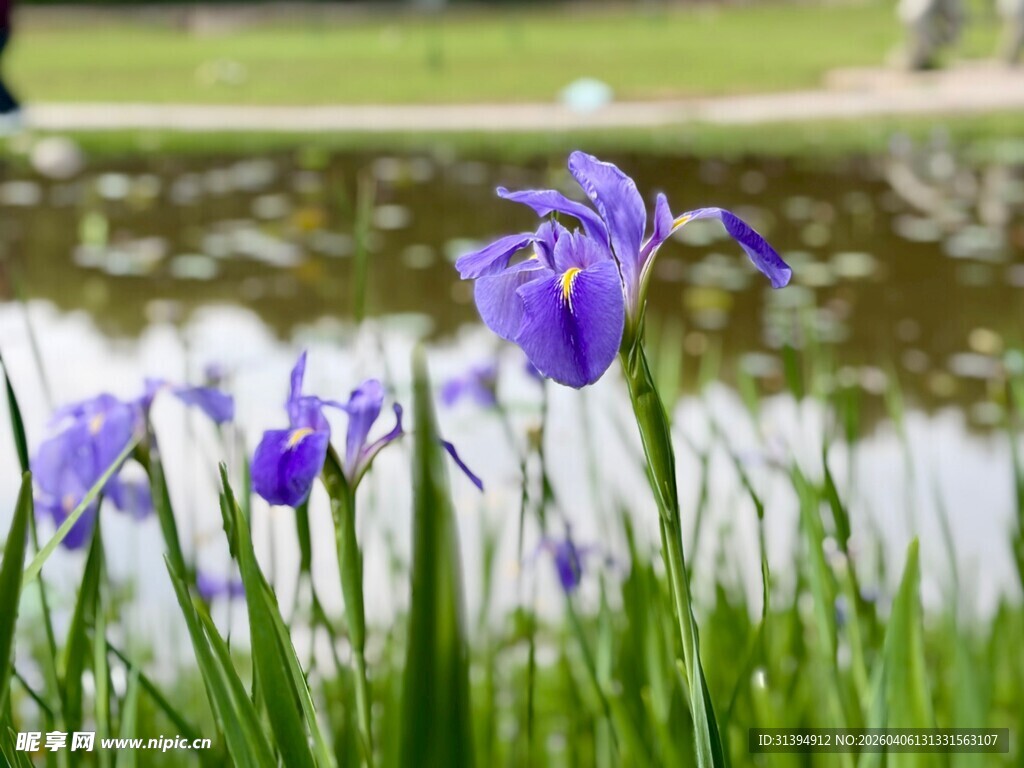 湖畔绽放的紫色鸢尾花