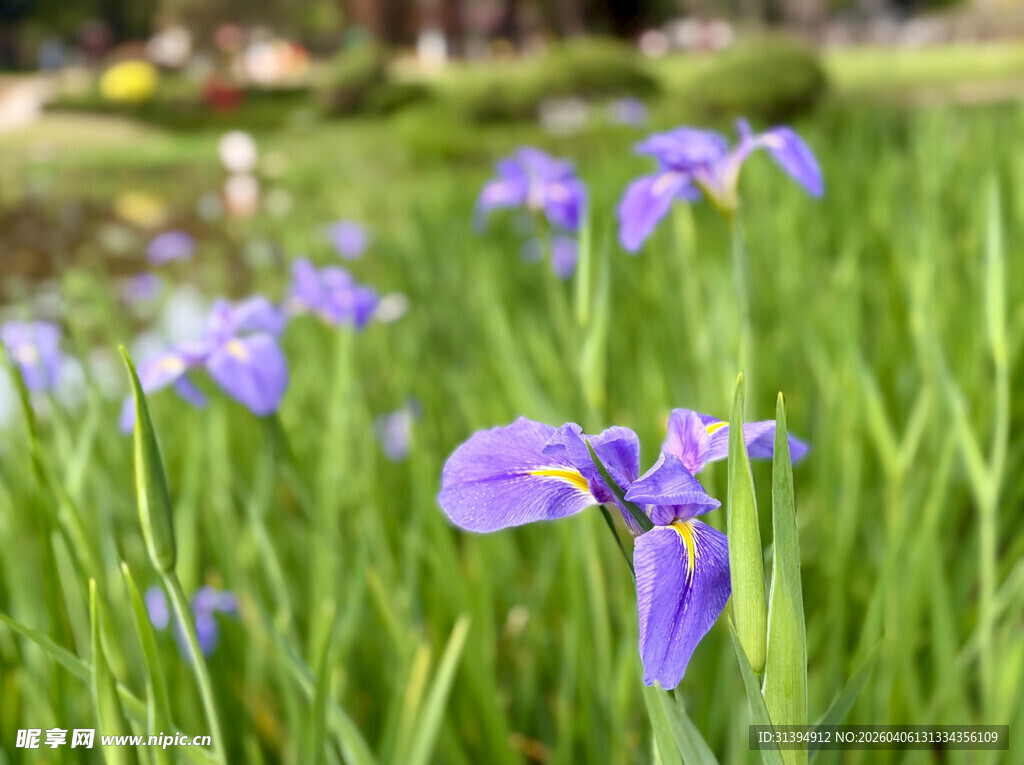 紫色鸢尾花绽放于草地
