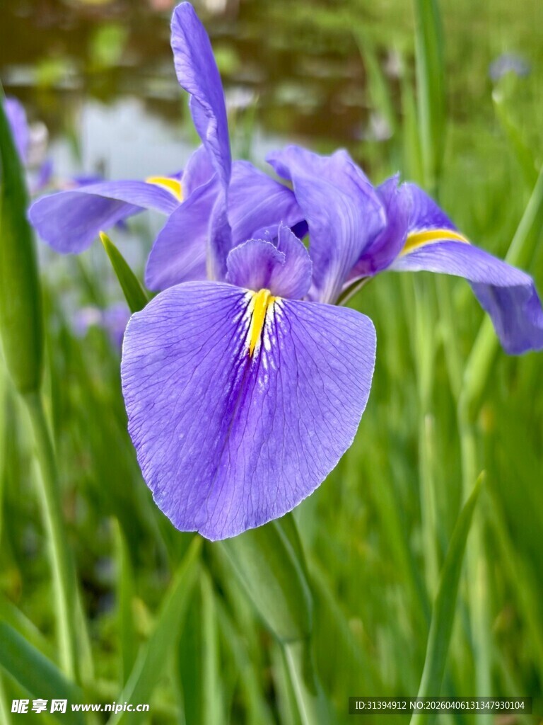 紫色鸢尾花绽放于绿草间