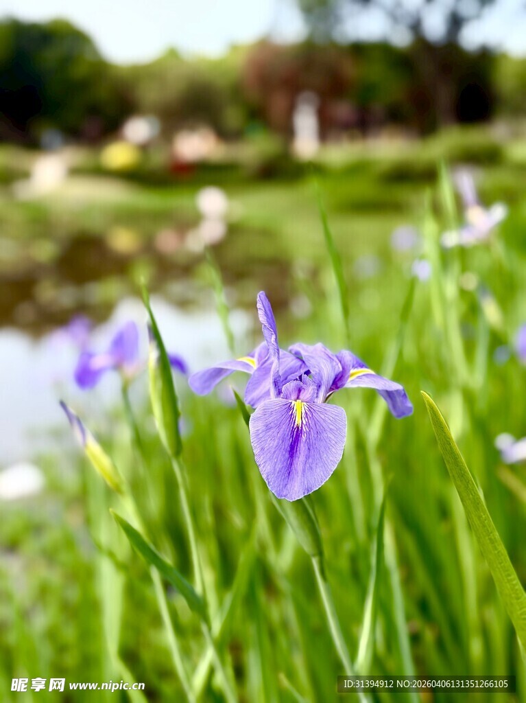 溪边绽放的紫色鸢尾花