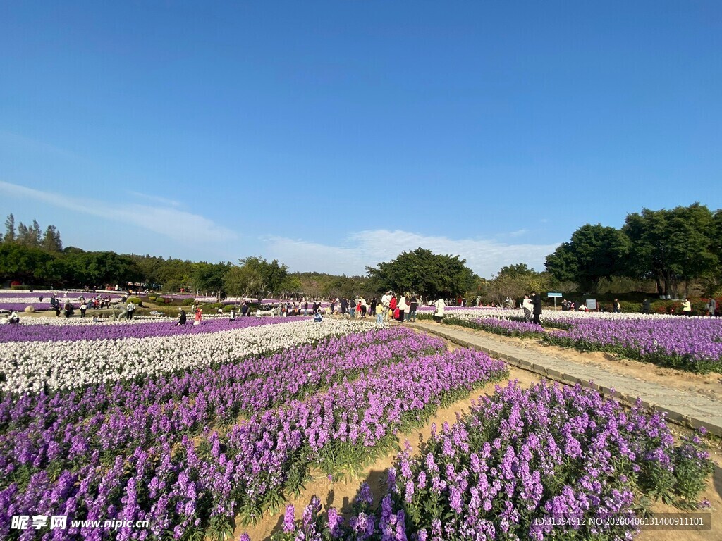 浪漫薰衣草花海景观