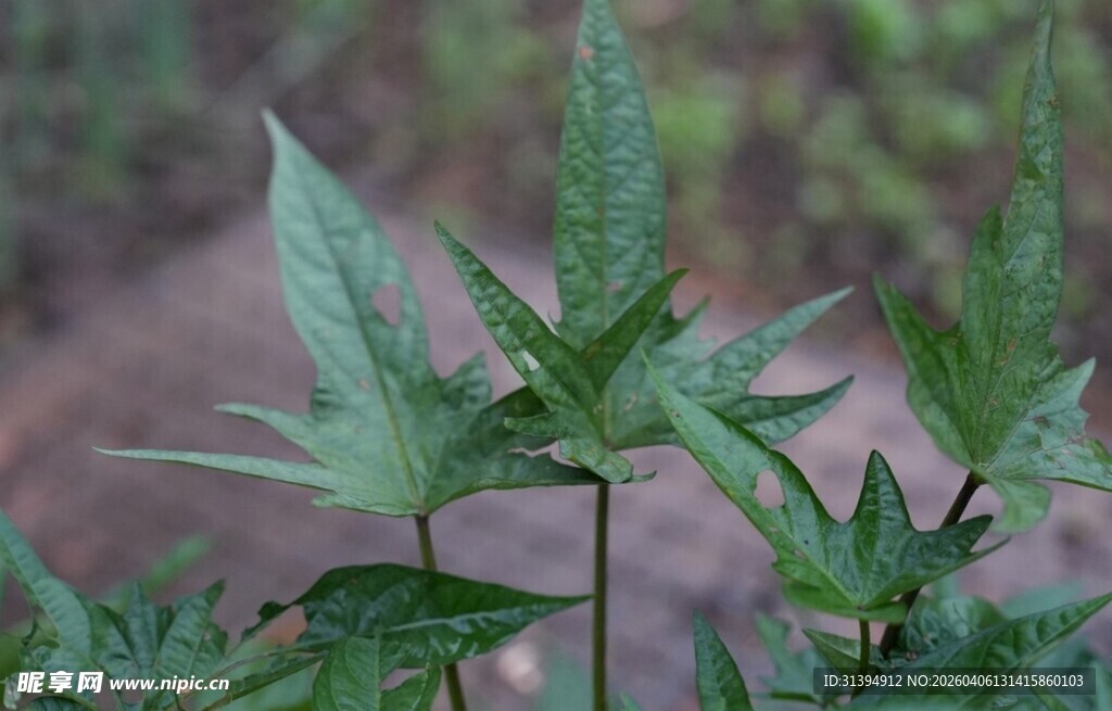 绿色羽状叶片植物特写