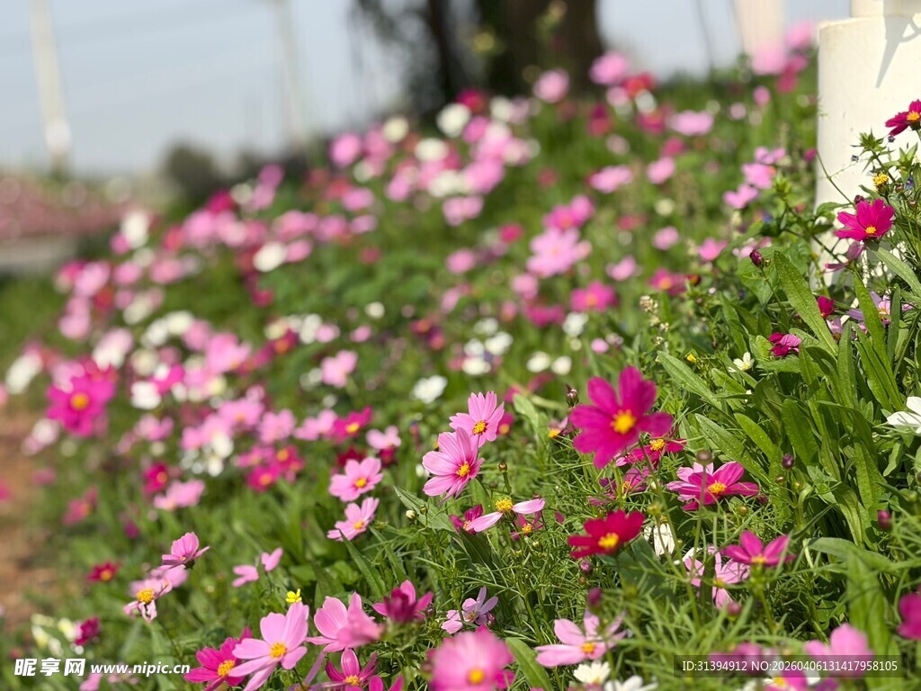 缤纷花丛绽放美丽