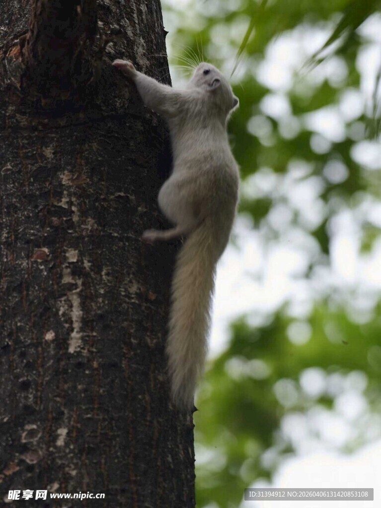 松鼠攀爬树干瞬间