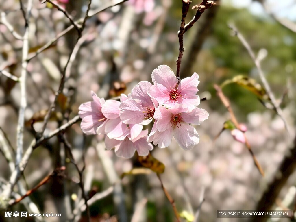枝头绽放的粉嫩樱花