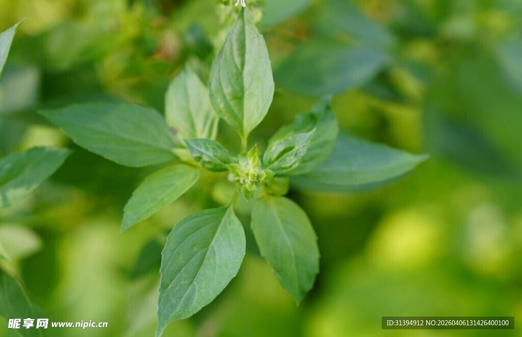 清新嫩绿植物叶片特写