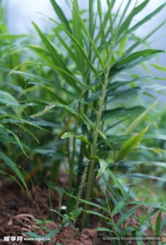 嫩绿植物生机盎然