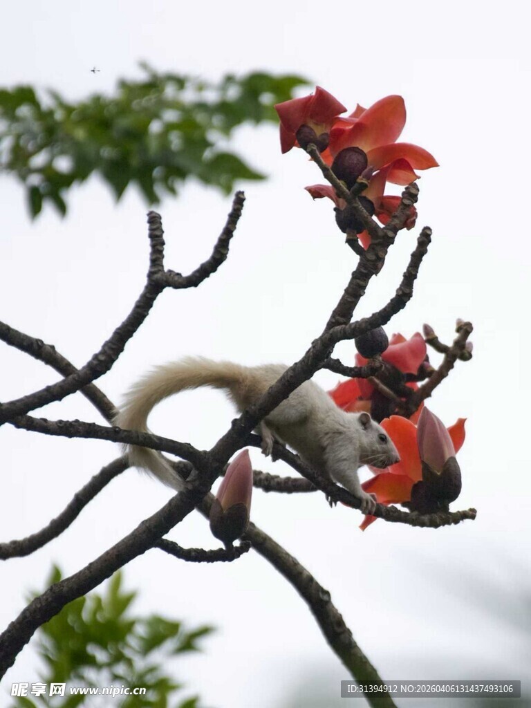 枝头绽放的艳丽红花