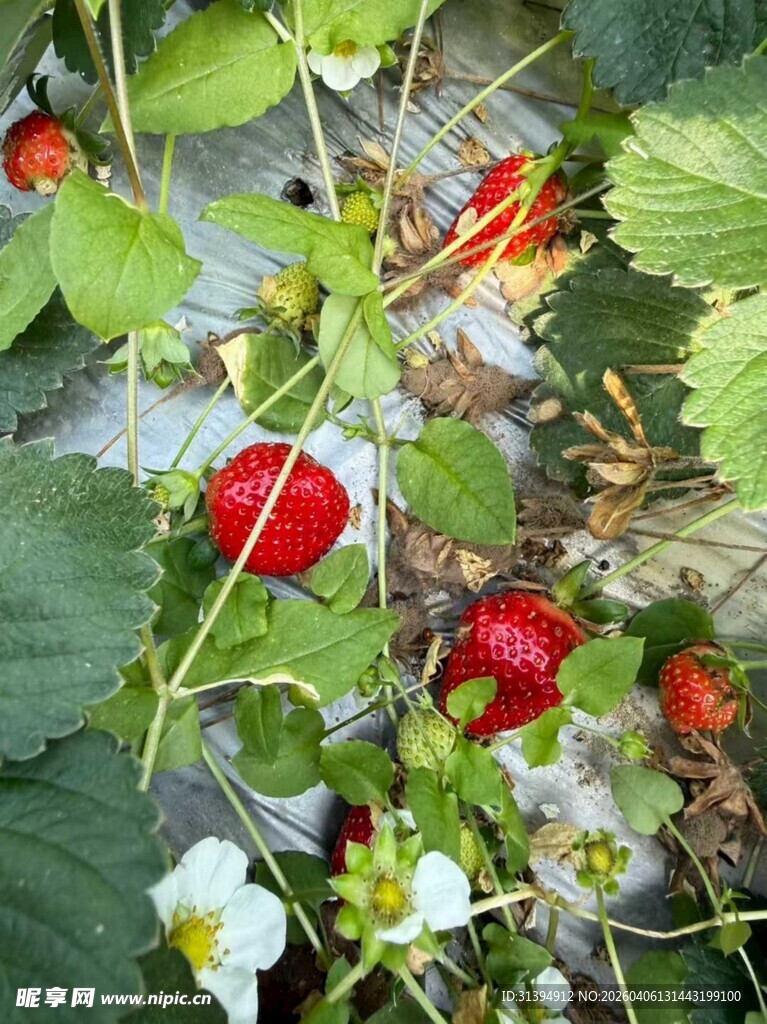 田间成熟草莓