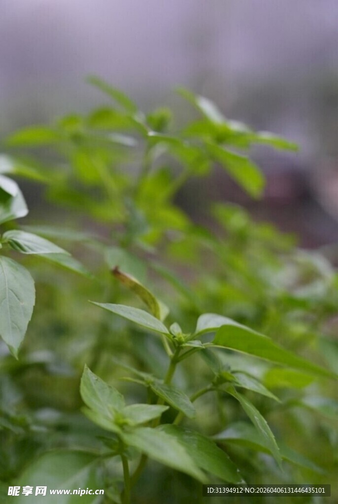 清新翠绿的植物叶片