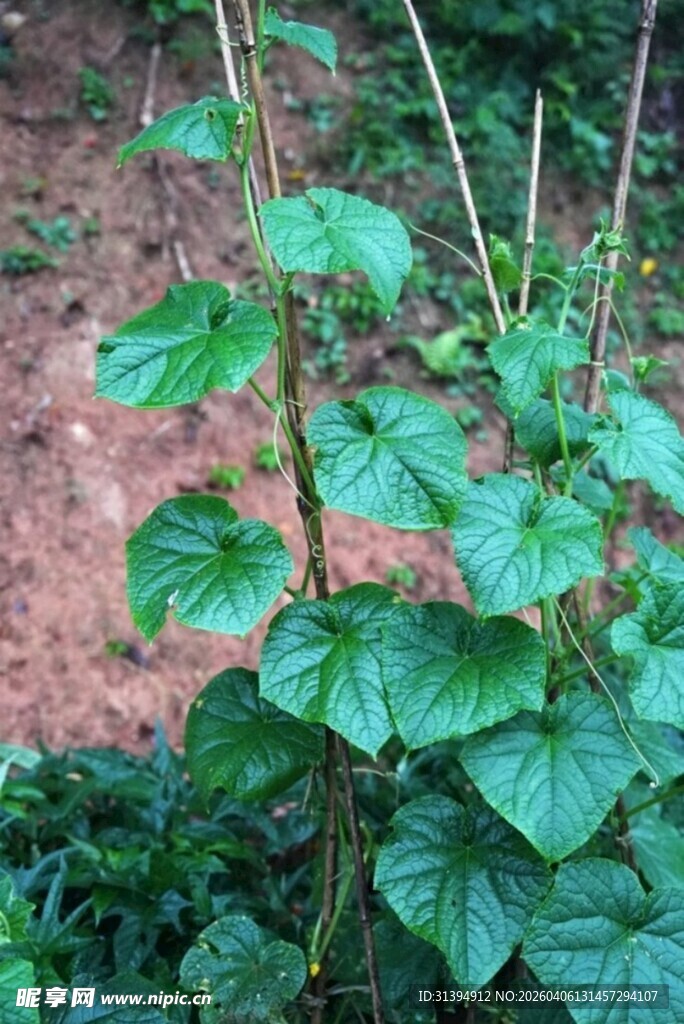 绿叶藤蔓植物特写