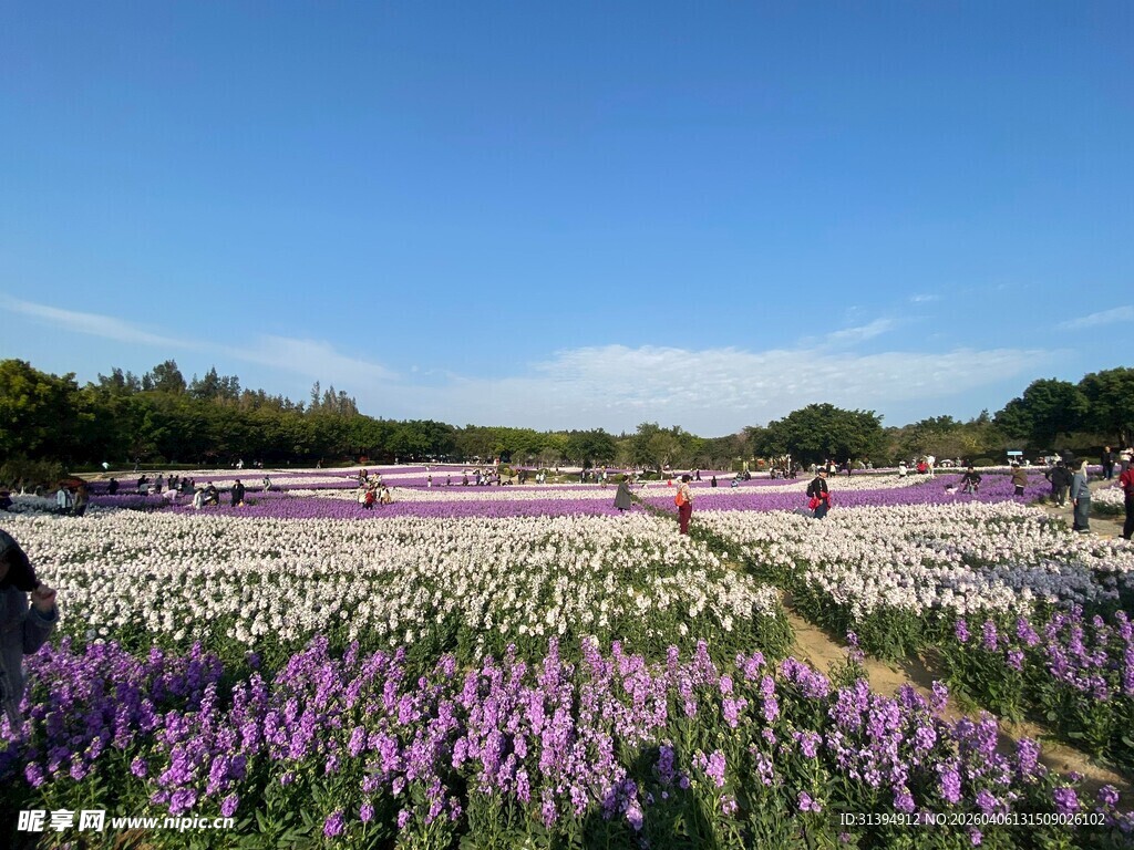 花海美景多彩花卉绽放